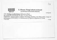 Ustilago syntherismae image